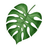 avatar da loja